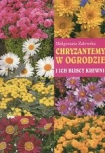 Chryzantemy w ogrodzie