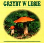 Grzyby w lesie