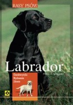 Labrador. Rasy psów