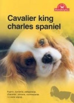 Pies na medal. Cavalier king charles spaniel